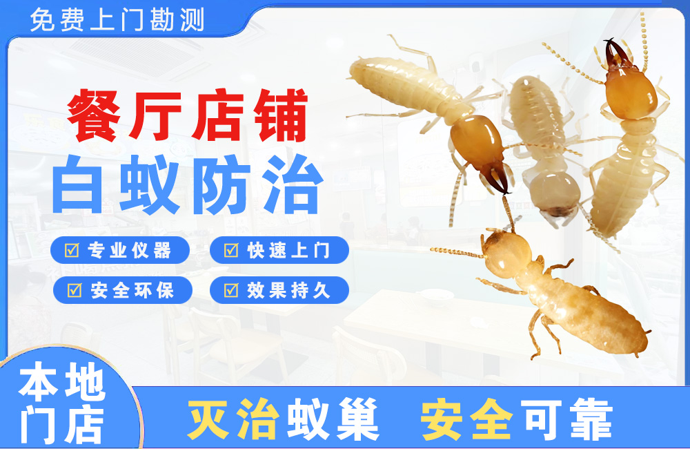 惠州餐厅店铺白蚁防治
